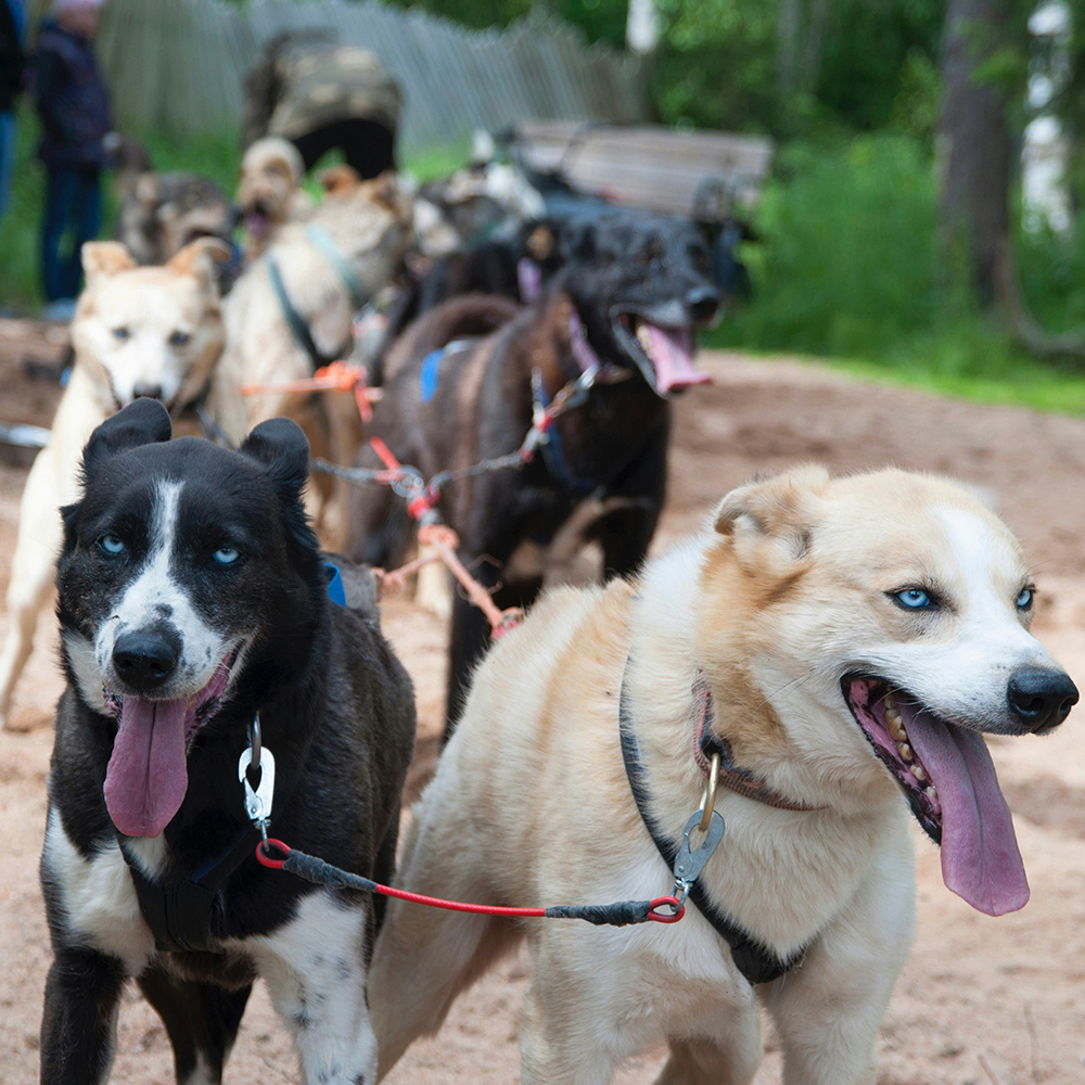 Praca zespołowa i role